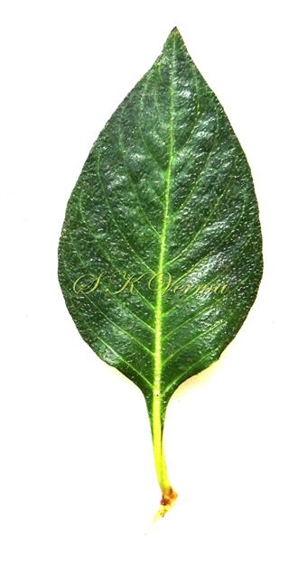  Leaf (Adaxial view)